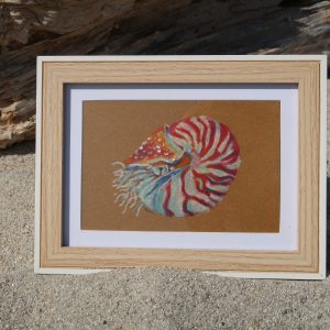 Nautile , pastel sur carte