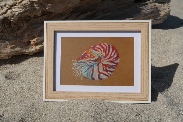 Nautile , pastel sur carte