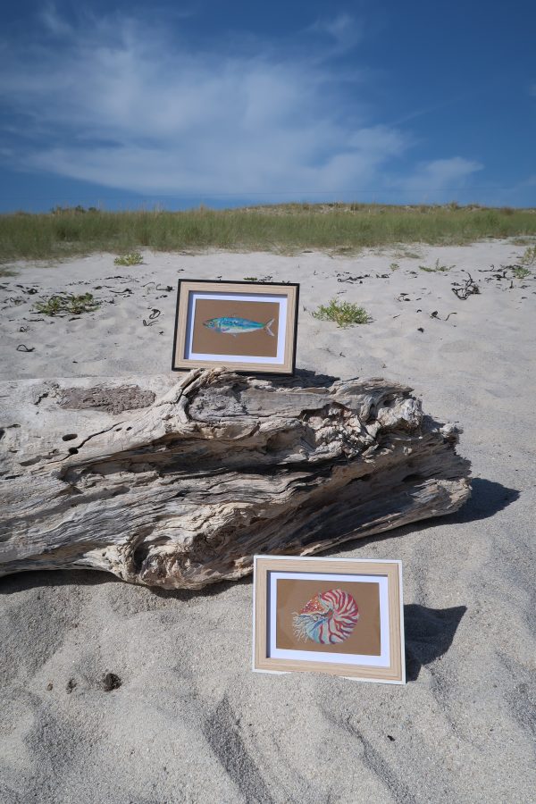 Nautile, pastels gras – Image 3