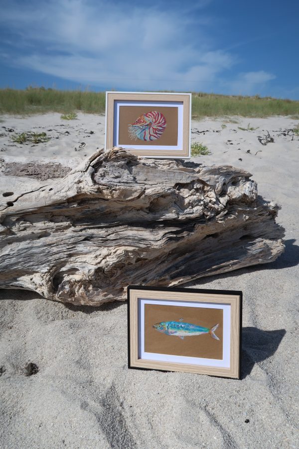 Sardine, pastels gras – Image 3