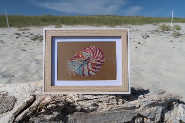 Nautile, pastels gras – Image 2