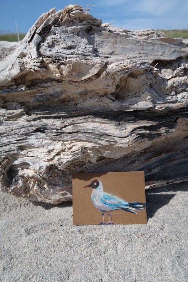 Mouette rieuse, pastel gras – Image 2
