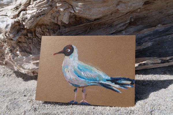 Mouette rieuse, pastel gras