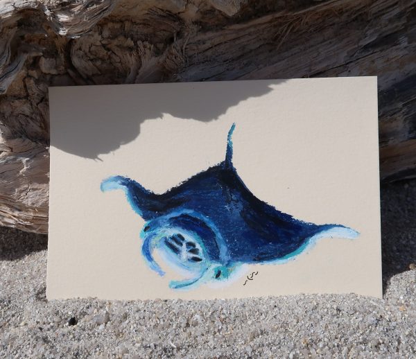 Raie manta, pastel gras – Image 3