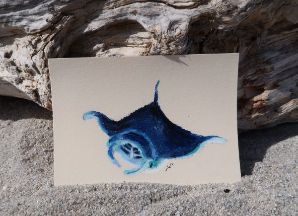 Raie manta, pastel gras