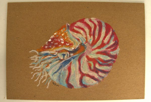 Nautile, pastels gras – Image 4